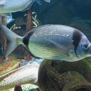 Common two-banded seabream (Diplodus vulgaris), 2022-10-29