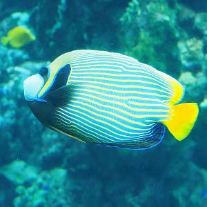 Emperor angelfish (Pomacanthus imperator), 2022-10-29