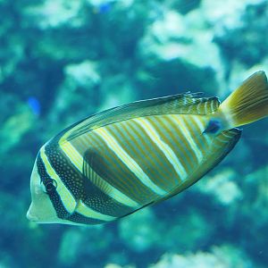 Pacific sailfin tang (Zebrasoma velifer), 2022-10-29