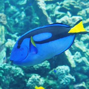 Palette surgeonfish (Paracanthurus hepatus), 2022-10-29