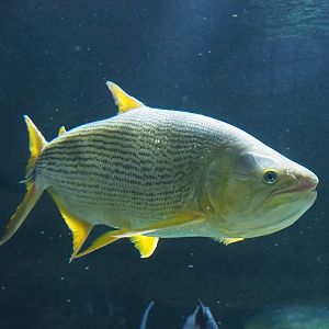 Golden Dorado (Salminus brasiliensis), 2022-10-29