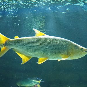 Golden Dorado (Salminus brasiliensis), 2022-10-29