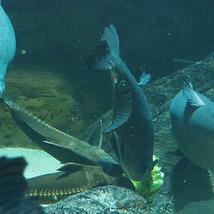 Ripsaw catfish (Oxydoras niger) and Tambaqui (Colossoma macropomum) feeding on weighed-down salad, 2022-10-29
