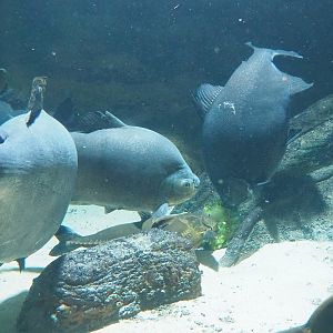 Ripsaw catfish (Oxydoras niger) and Tambaqui (Colossoma macropomum) feeding on weighed-down salad, 2022-10-29