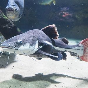 Redtail catfish (Phractocephalus hemioliopterus), 2022-10-29