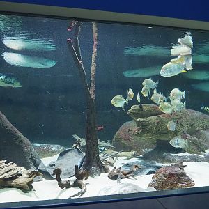 Half of South American tank with Ocellate river stingray, Peacock bass, Silver arowana and Serrasalmids, 2022-10-29