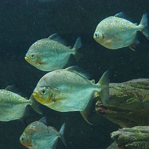 Red hook silver dollar (Myloplus rubripinnis) and Silver dollar (Metynnis altidorsalis), 2022-10-29