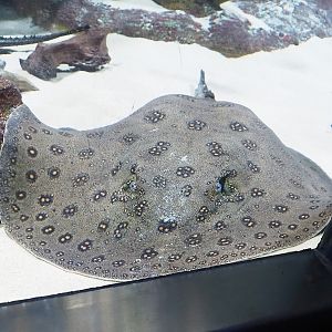 Ocellate river stingray (Potamotrygon motoro), 2022-10-29