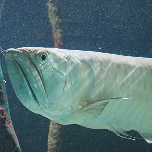 Silver arowana (Osteoglossum bicirrhosum), 2022-10-29