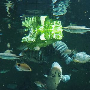 Asian tank fish feeding on salad 2022-10-29