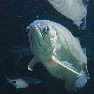 Asian bonytongue (Scleropages formosus), 2022-10-29