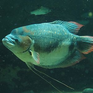Giant red fin gourami (Osphronemus laticlavius), 2022-10-29