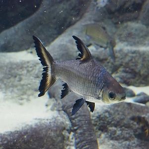 Tricolor sharkminnow (Balantiocheilos melanopterus), 2022-10-29