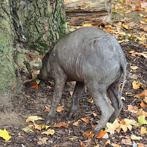 Sulawesi babirusa (Babyrousa celebensis), 2022-10-29