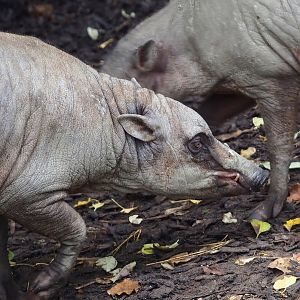 Sulawesi babirusa (Babyrousa celebensis), 2022-10-29