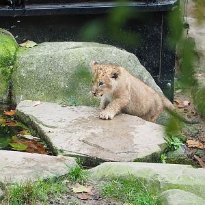 African lion cub (Panthera leo), 2022-10-29