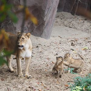 African lioness and cubs (Panthera leo), 2022-10-29
