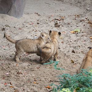 African lion cubs (Panthera leo), 2022-10-29