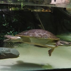 Branderhorst´s snapping turtle (Elseya branderhorsti), 2022-10-29