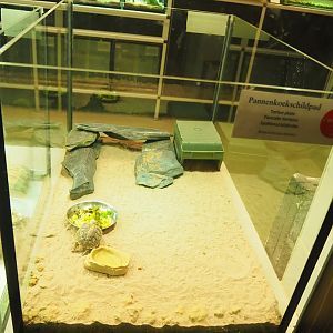 Pancake tortoise raising terrarium, 2022-10-29