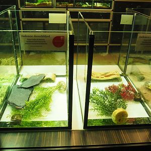 South-East Asian box turtle raising tanks,  2022-10-29