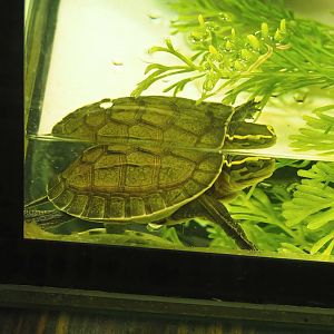 South-East Asian box turtle juvenile (Cuora amboinensis) 2022-10-29