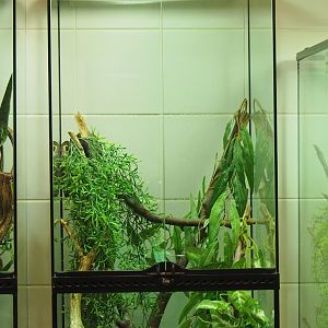 Young Jamaican boa terrarium,  2022-10-29