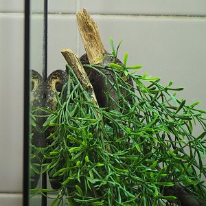 Jamaican boa (Chilabothrus subflavus), 2022-10-29