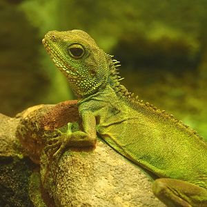 Chinese water dragon (Physignathus cocincinus), 2022-10-29