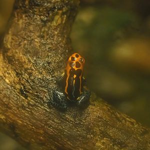 Jeberos Mimic poison frog (Ranitomeya imitator 'Jeberos'), 2022-10-29