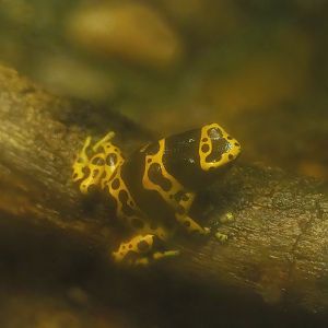 Yellow-banded poison dart frog (Dendrobates leucomelas), 2022-10-29