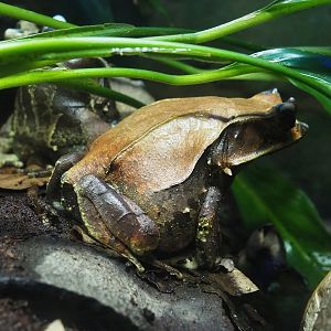 Long-nosed horned frog (Megophrys nasuta), 2022-10-29