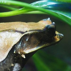 Long-nosed horned frog (Megophrys nasuta), 2022-10-29