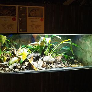 Long-nosed horned frog and Red-eyed crocodile skink terrarium, 2022-10-29