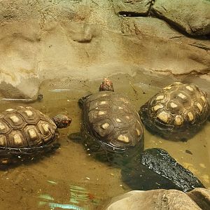 Red-footed tortoises (Chelonoidis carbonarius) in the pool, 2022-10-29