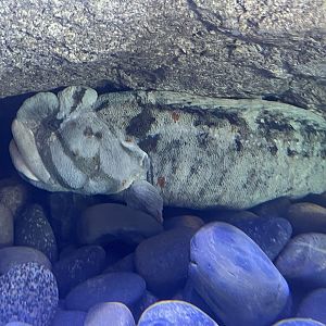 Monkeyface Prickleback