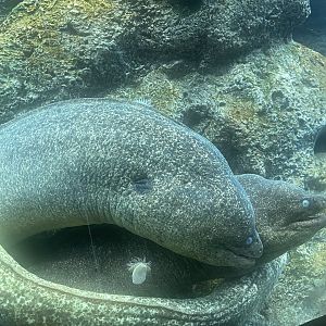California Moray