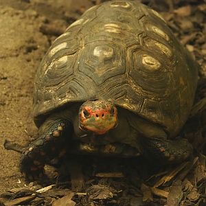 Red-footed tortoise (Chelonoidis carbonarius), 2022-10-29