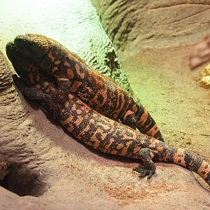 Gila monsters (Heloderma suspectum), 2022-10-29