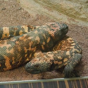 Gila monsters (Heloderma suspectum), 2022-10-29