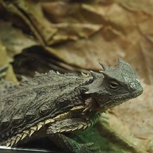 Giant horned lizard (Phrynosoma asio), 2022-10-29
