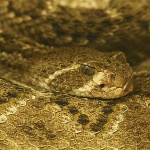 Western diamondback rattlesnake (Crotalus atrox), 2022-10-29