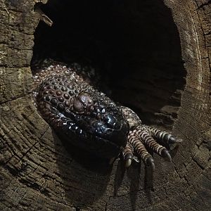 Rio Fuerte beaded lizard (Heloderma exasperatum), 2022-10-29