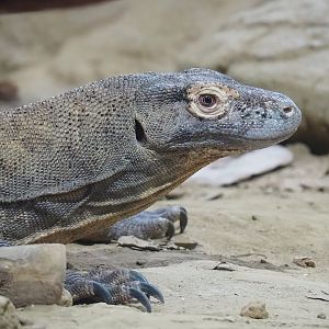 Komodo dragon (Varanus komodoensis), 2022-10-29