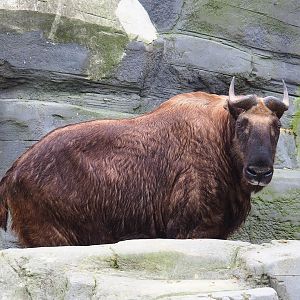 Mishmi takin (Budorcas taxicolor taxicolor), 2022-10-29