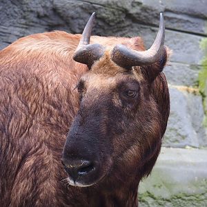 Mishmi takin (Budorcas taxicolor taxicolor), 2022-10-29