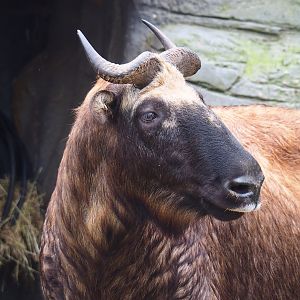 Mishmi takin (Budorcas taxicolor taxicolor), 2022-10-29