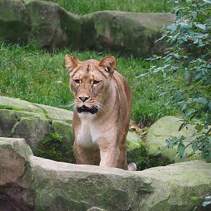 African lioness (Panthera leo), 2022-10-29