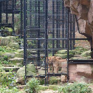 African lion separation cage, 2022-10-29