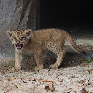African lion cub (Panthera leo), 2022-10-29